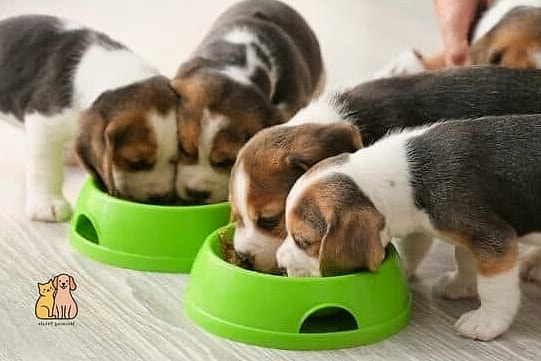 Diet and Feeding