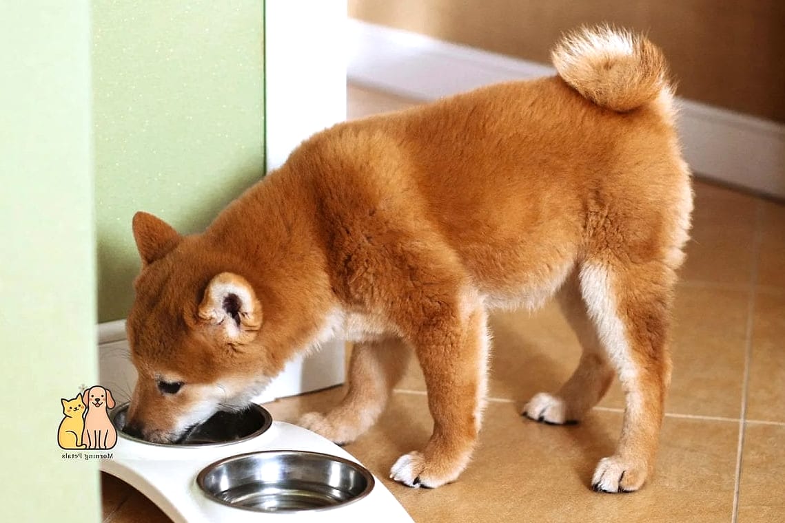 Diet and Feeding