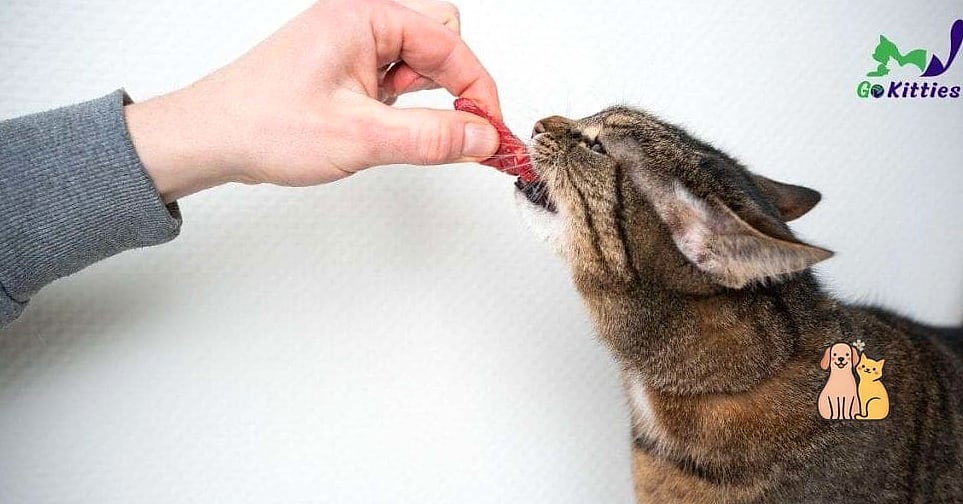 The Abyssinian Cat Breed: The Ultimate Guide 6 Diet and Feeding
