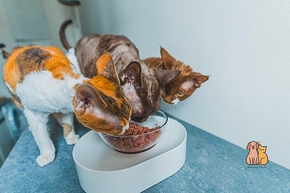 Diet and Feeding