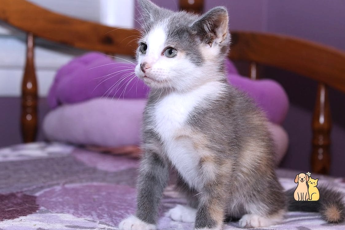 The Dilute Calico With Soft Gray Undertones