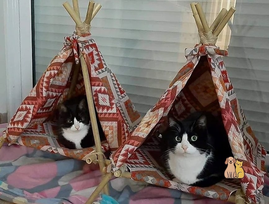 DIY Cat Tent from an Old T-Shirt