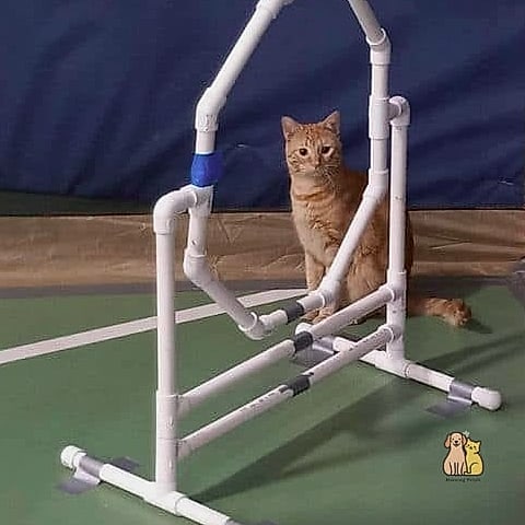 45 Easy Diy Cat Toys to Try Right Now 37 DIY Cat Agility Hoops