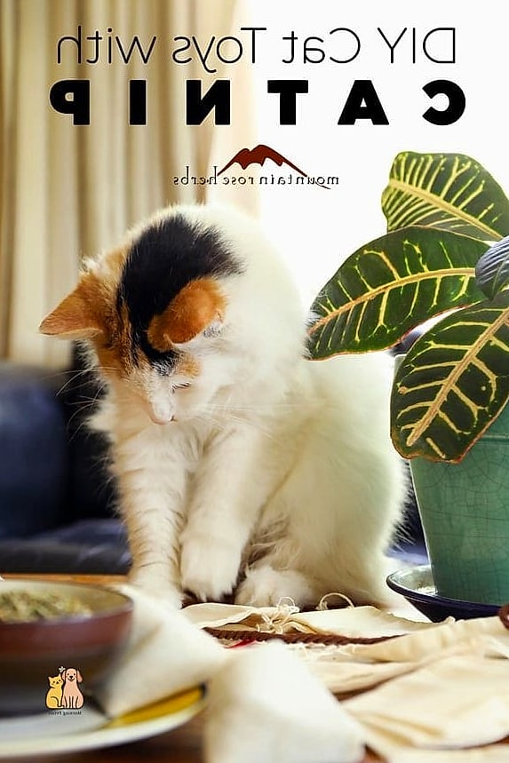 DIY Herb Sachet Toy