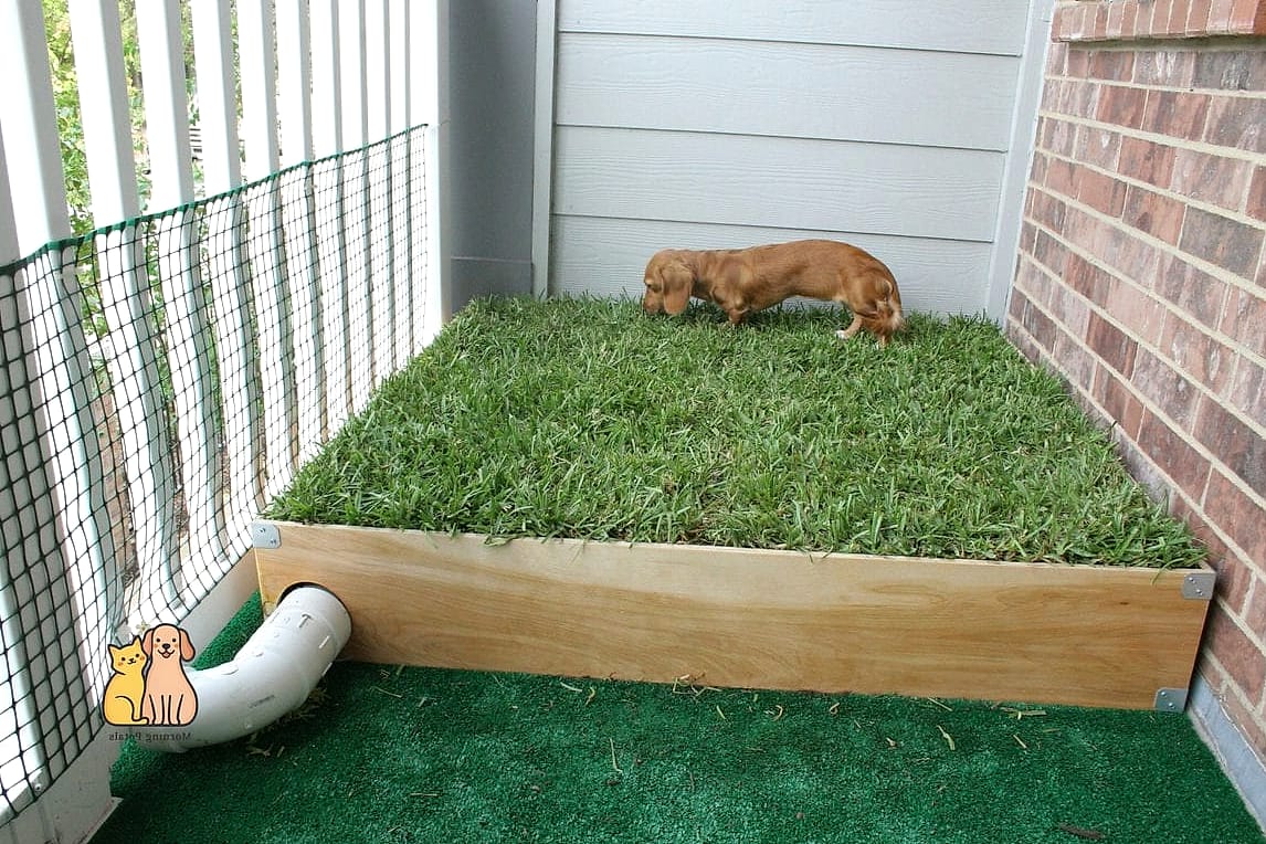 30 Perfect Outdoor Dog Potty Area on a Budget 25 DIY Litter-Style Gravel Box for Small Breeds