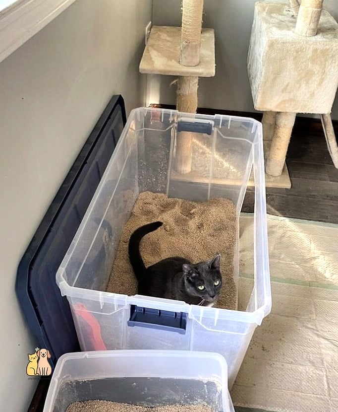 DIY Litter Box Cabinet