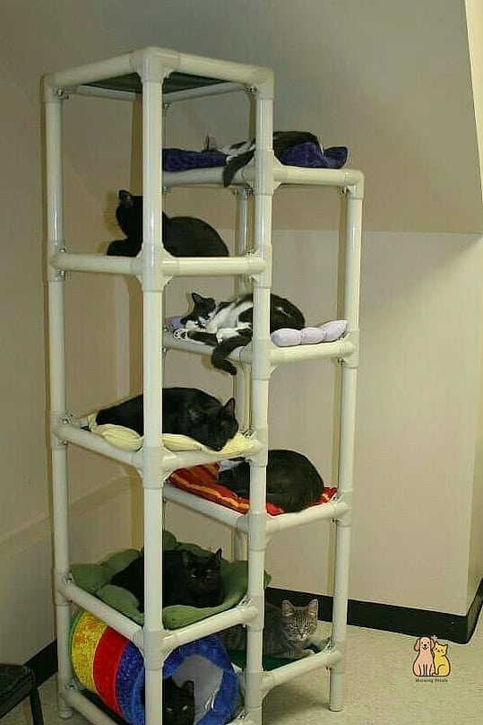A DIY PVC Pipe Climbing Frame