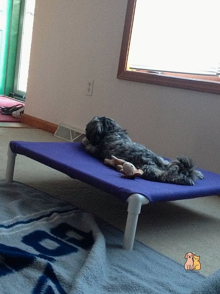 The DIY Raised Cot Dog Bed