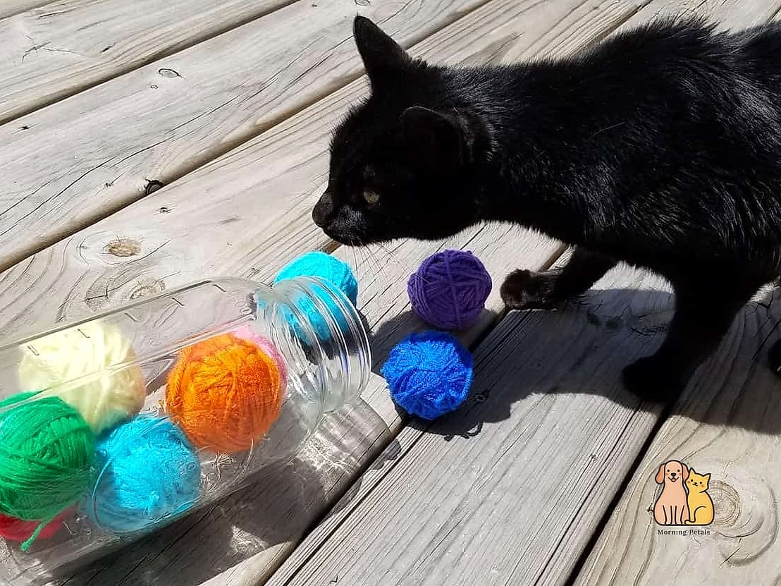 45 Easy Diy Cat Toys to Try Right Now 39 DIY Treat Ball