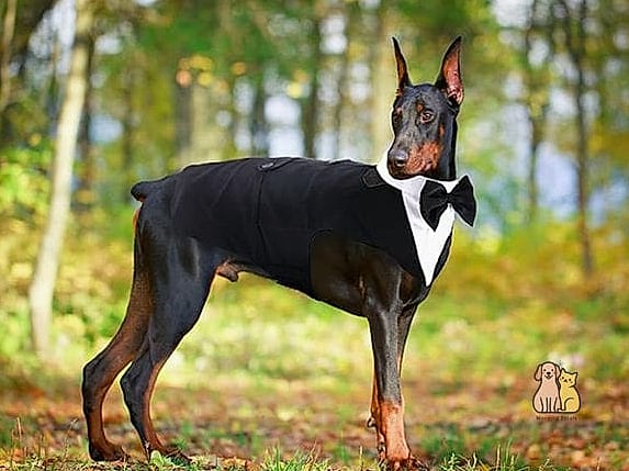 The Doberman in a Formal Coat