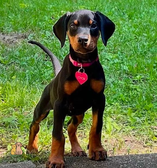 Doberman Pinscher