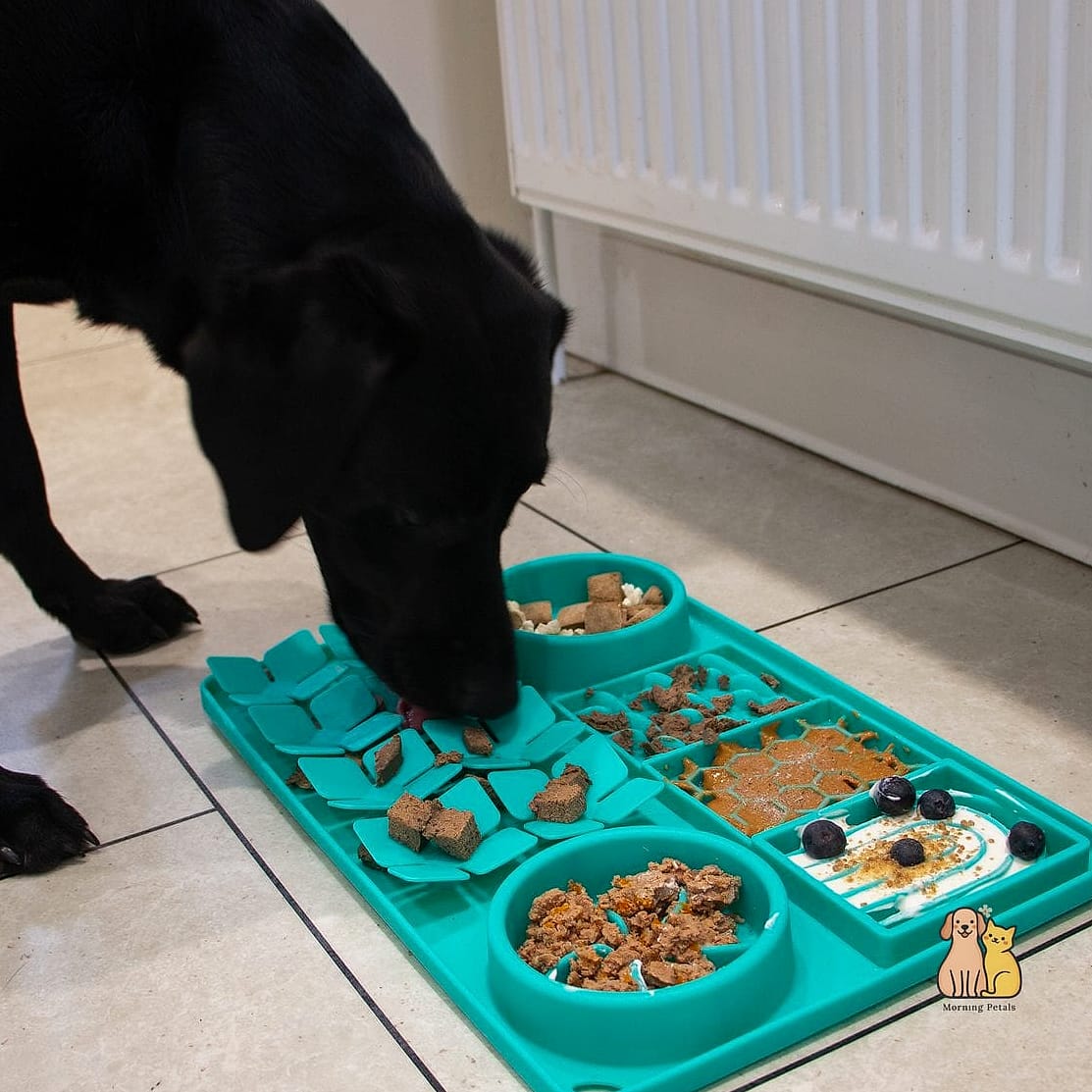 Dog Feeding Station With Slow Feeder Setup