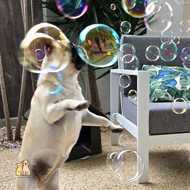 Dog-Safe Bubble Wrap Popping