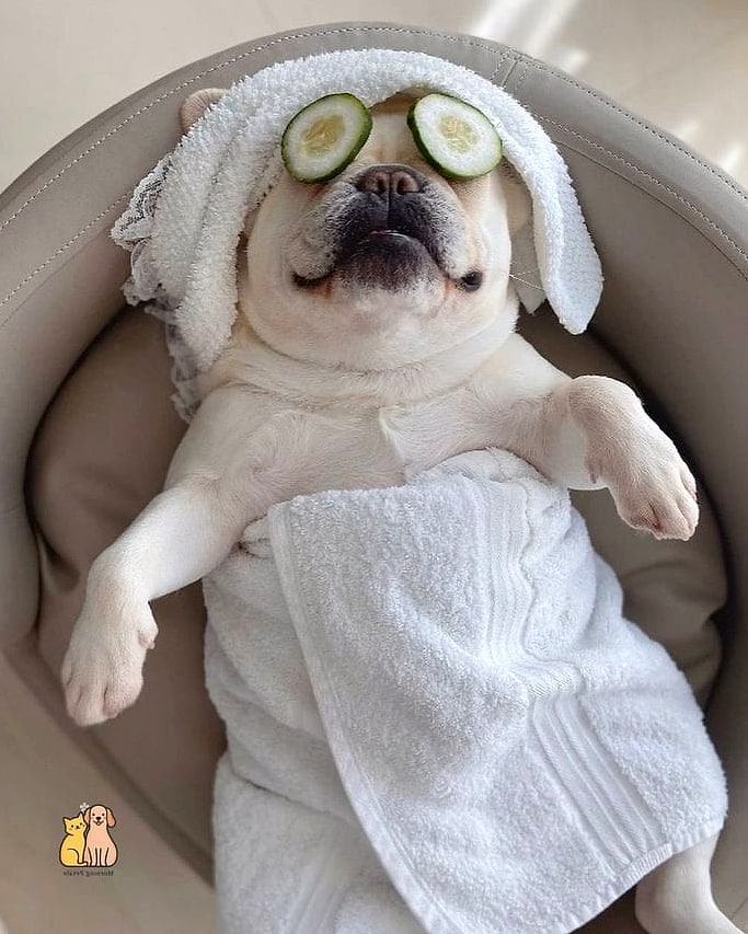 22 Creative Dog Themed Cakes Your Pet Will Beg For More 21 Dog Spa Day Cake