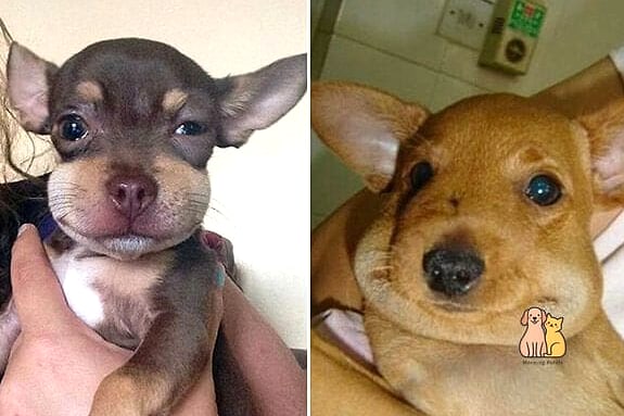 21 Adorable Dog Stung By Bee Guaranteed to Make You Smile 9 The Dog Who Thought the Bee Was a Toy