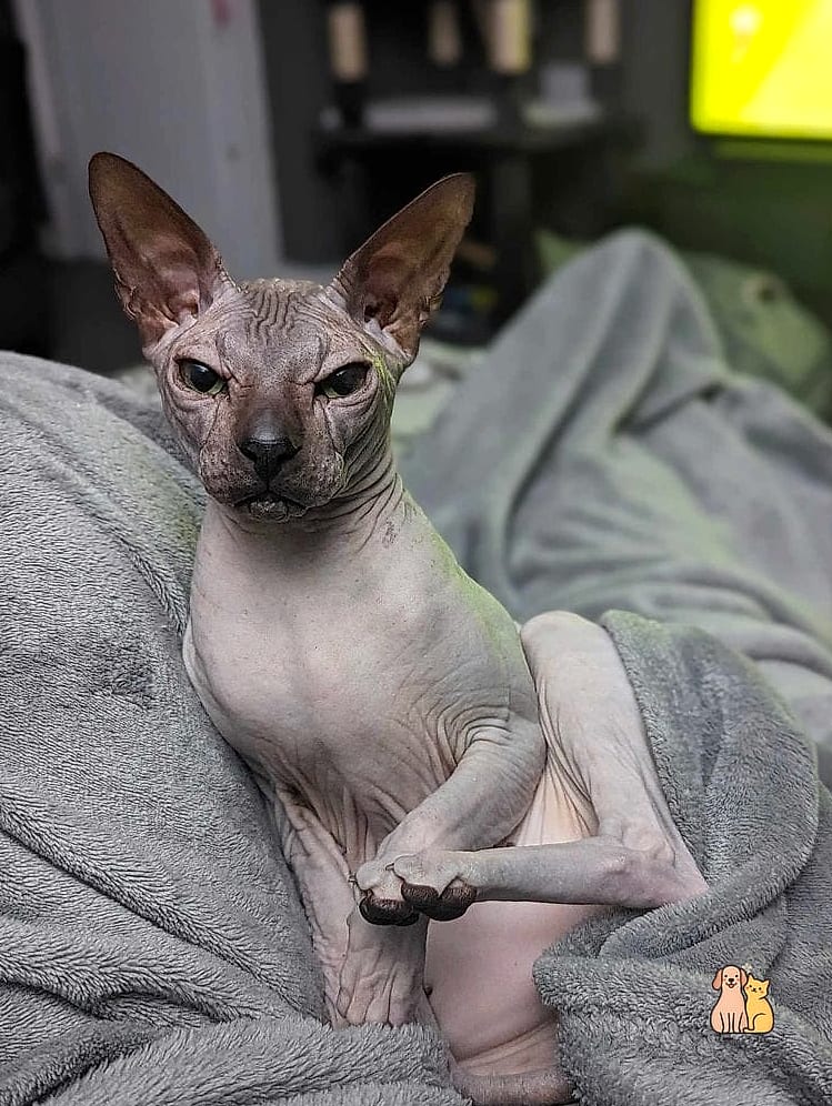 The Donskoy's Wrinkled Warmth