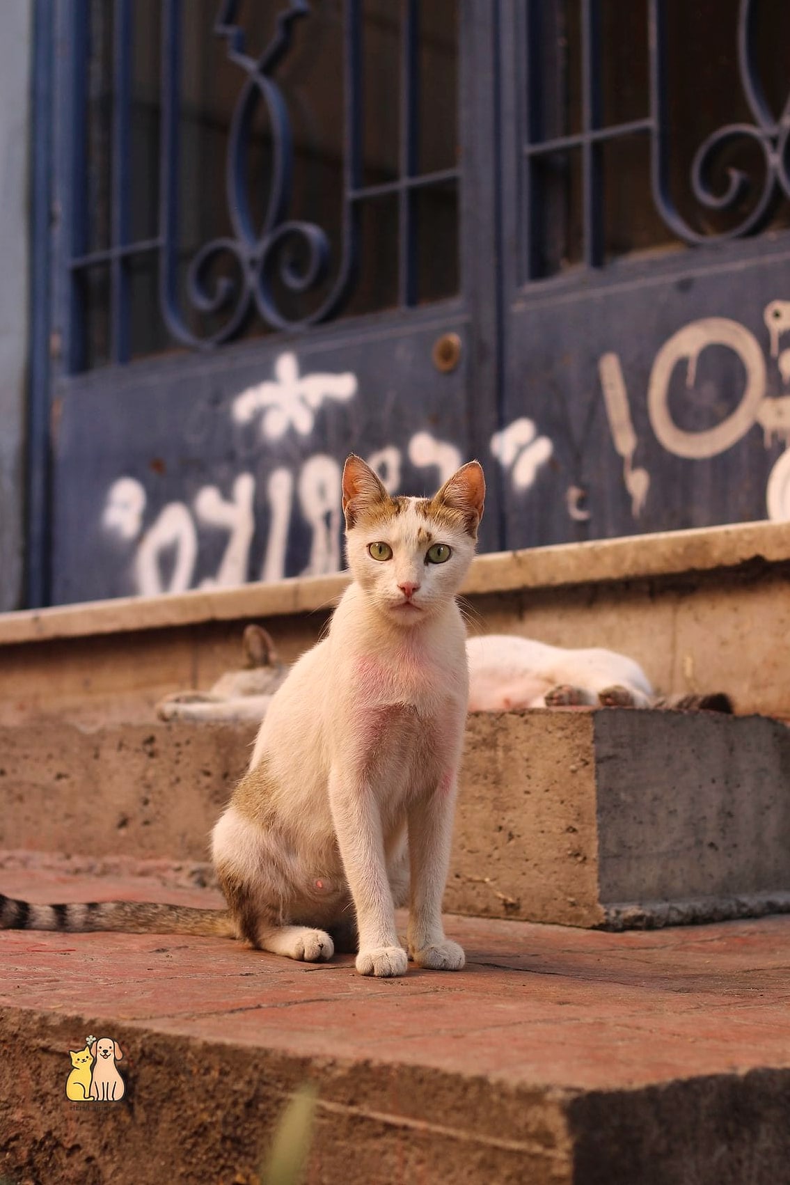 The Doorstep Greeter