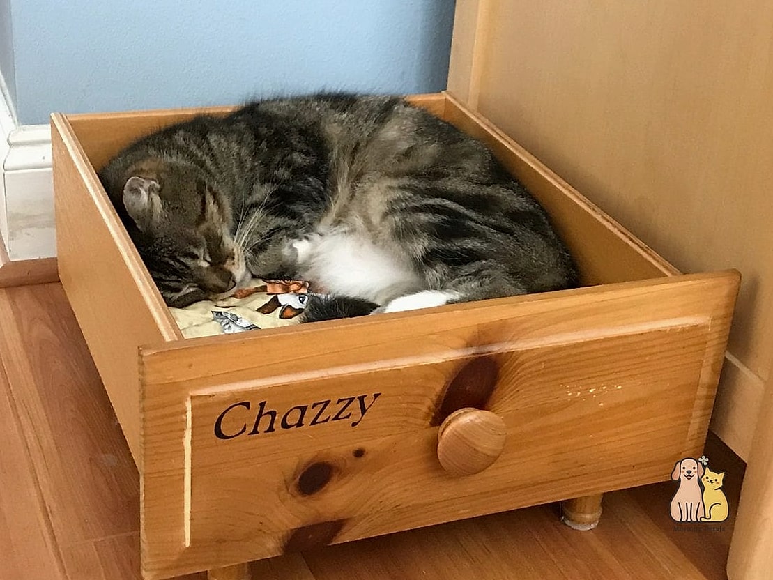 45 Easy Diy Cat Condo to Try Right Now 35 The Drawer Bed Condo