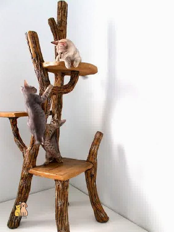 The Driftwood-Style Cat Perch