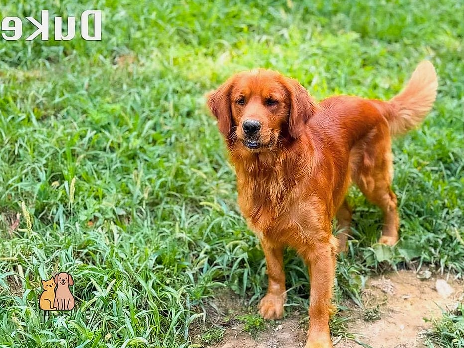 The Golden Retriever Names: Everything You Need to Know 24 Duke