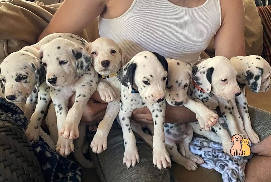 30 Incredible Dalmatian Puppies You Need in Your Life Right Now 17 The Early Riser