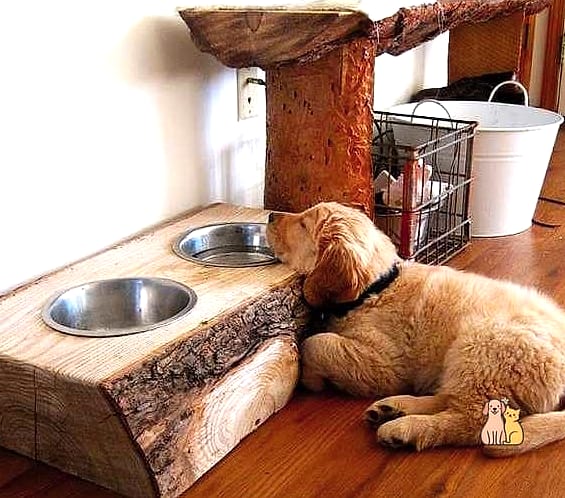 Eco-Friendly Recycled Dog Feeding Station
