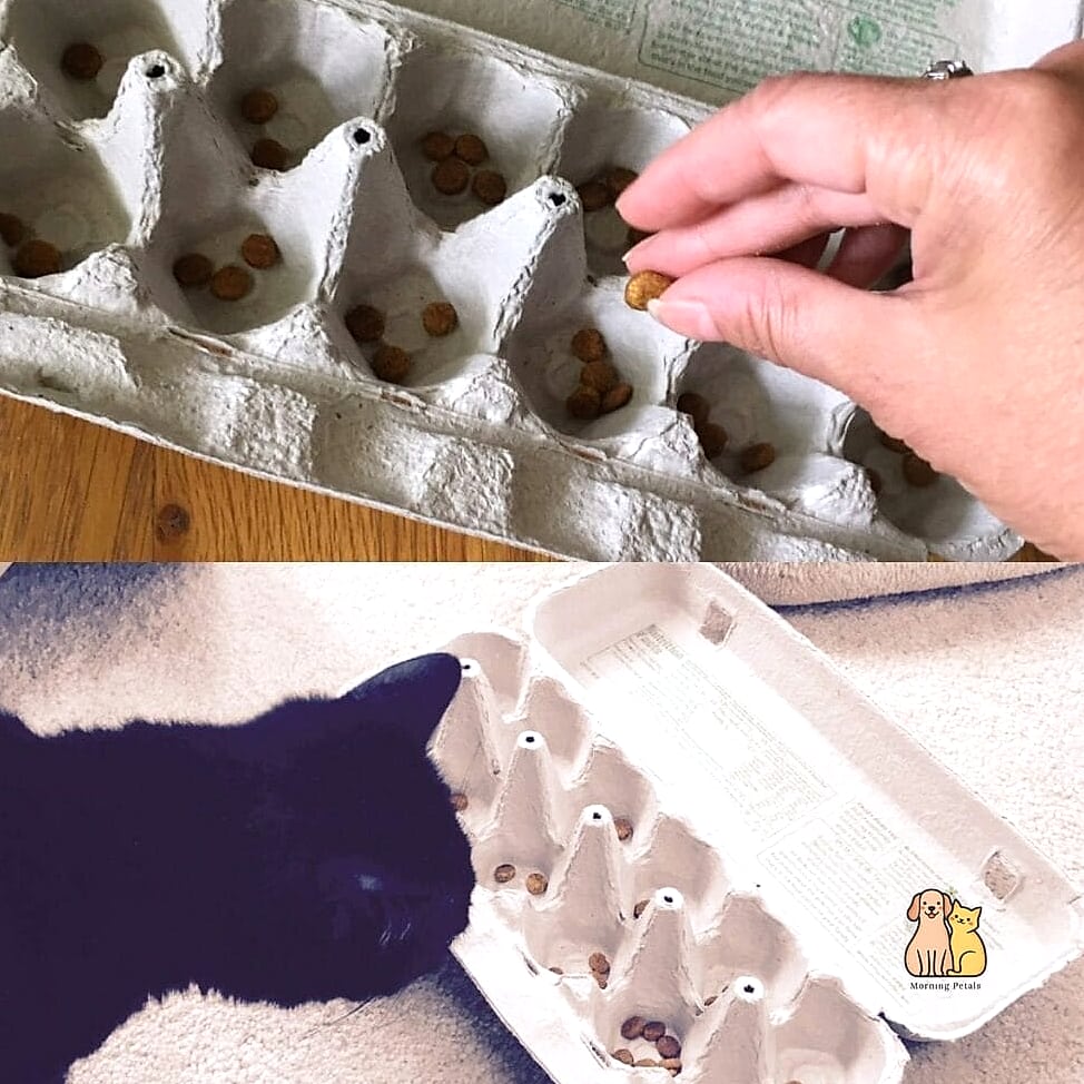 Egg Carton Puzzle Feeder