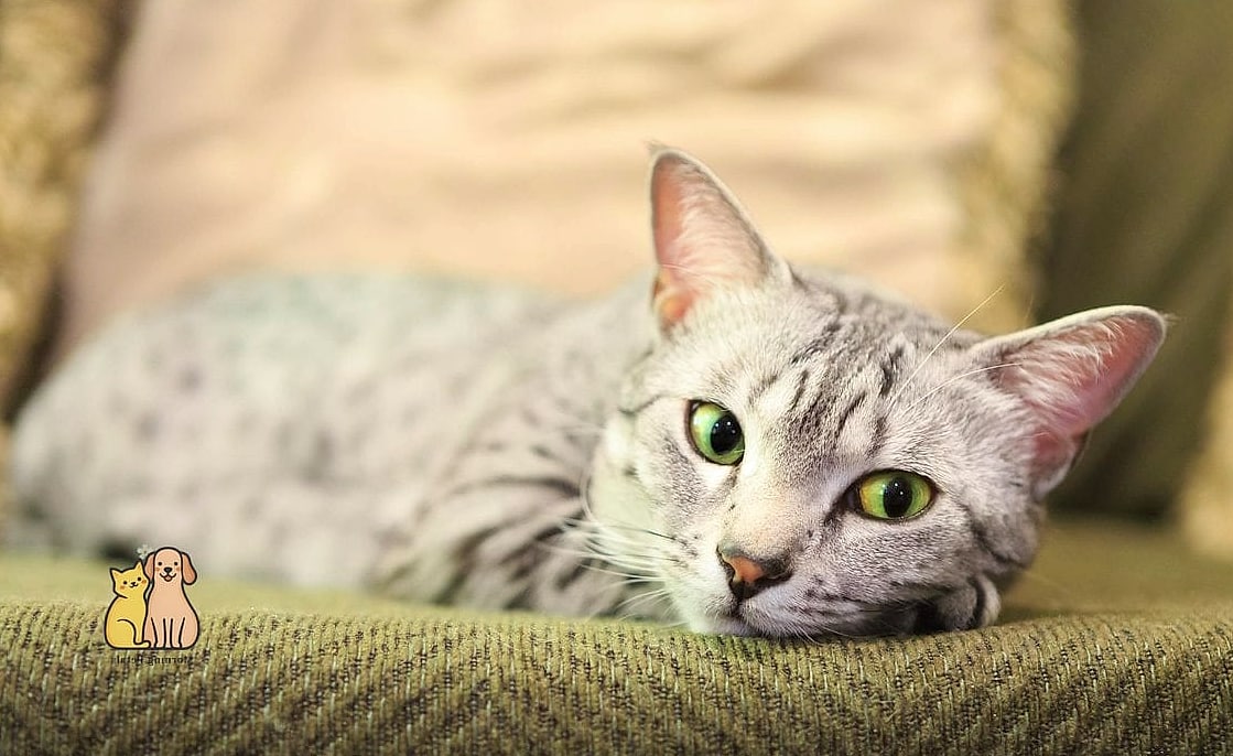 The Egyptian Mau