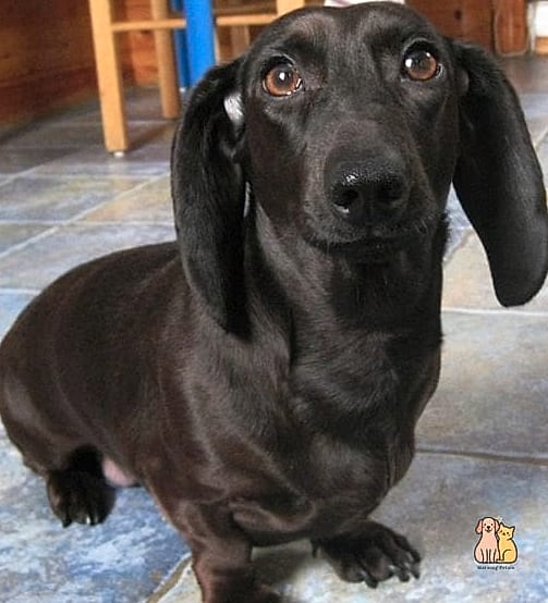 40 Adorable Wiener Dogs That Will Make Your Day 32 The Elegant Black Beauty