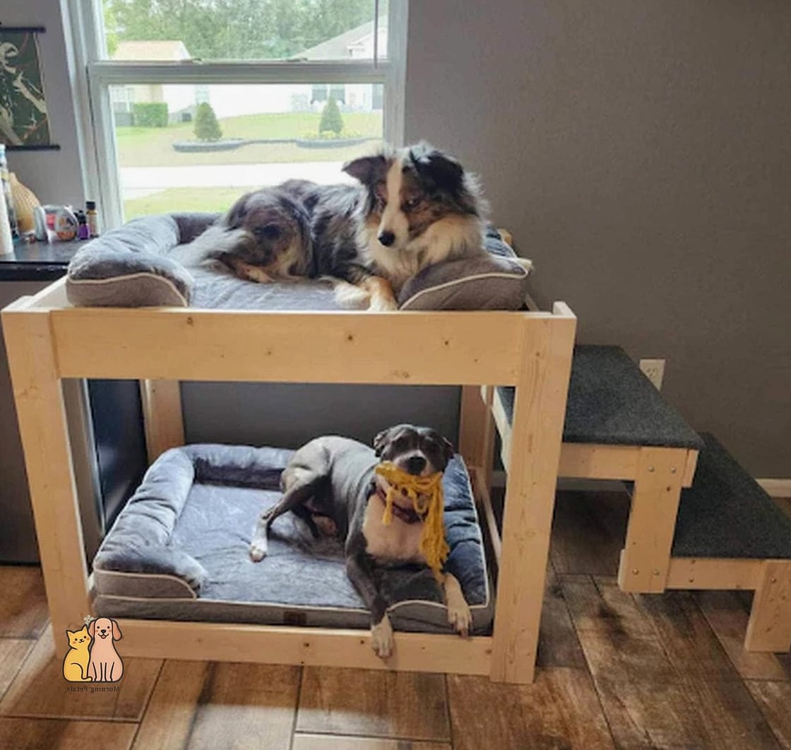 The Elevated Dog Bunk Bed