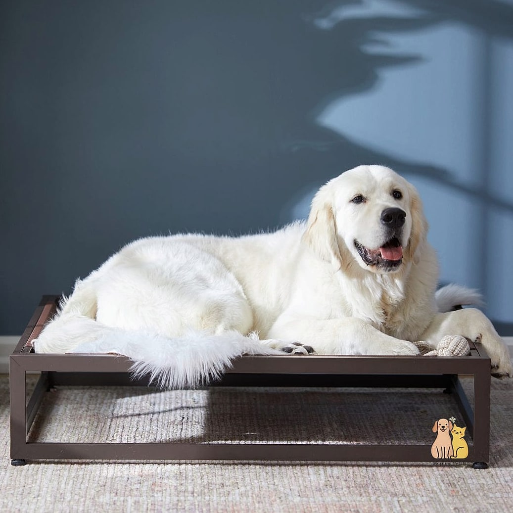 15 Gorgeous Orthopedic Dog Beds That Will Restore Your Faith in the World 5 The Elevated Orthopedic Dog Bed With Foam Cushion