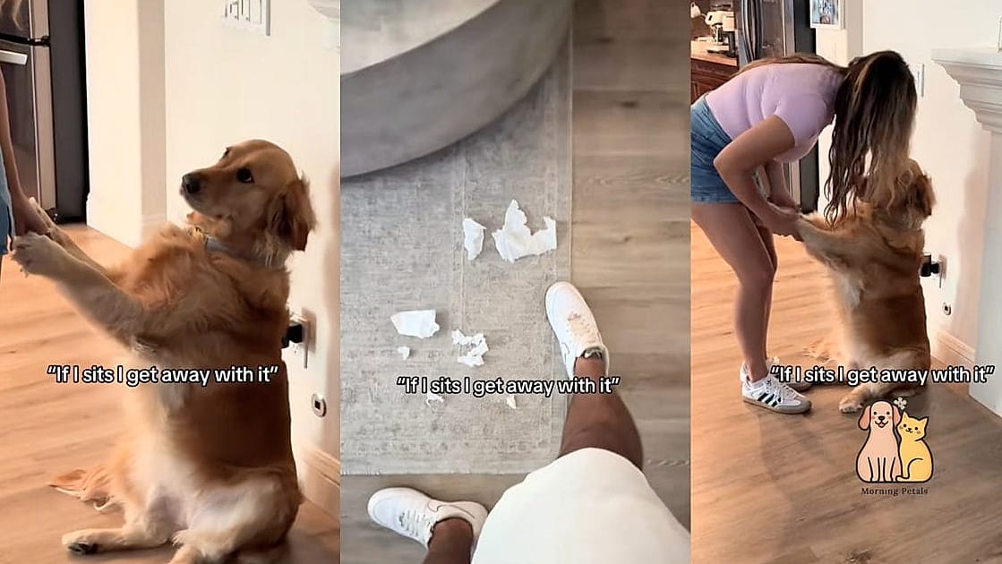 The Golden Retriever Names: Everything You Need to Know 26 Ellie