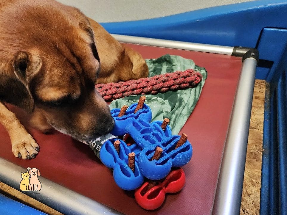 24 Easy Dog Boarding Facility Ideas That Will Inspire You 13 Enrichment Toy Rotation Stations