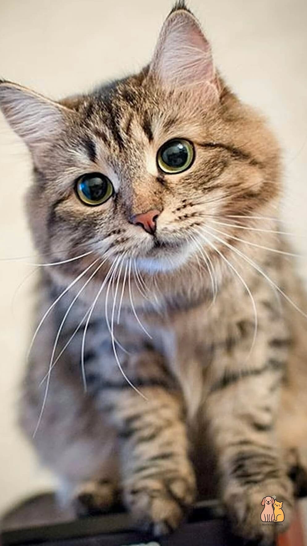 Every Tabby Tells Its Own Little Story