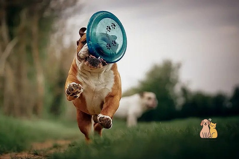 The Bulldog Breed: You Didn't Know You Needed 8 Exercise and Daily Routine