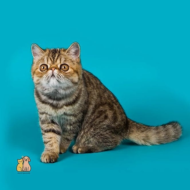 The Exotic Shorthair 