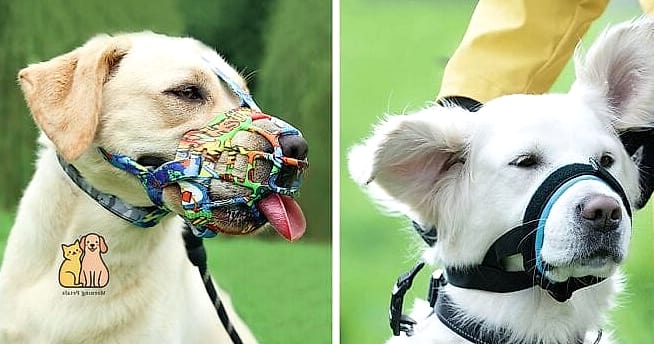 The Extra-Long Snout Sighthound Muzzle