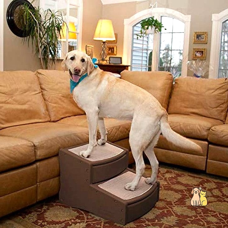 30 Incredible Best Pet Stairs Guaranteed to Make You Smile 16 Extra-Wide Stairs for Multiple Pets
