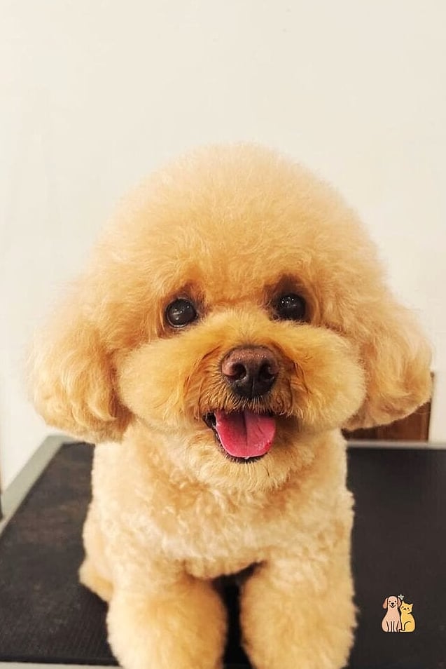 The Face-Focused Trim