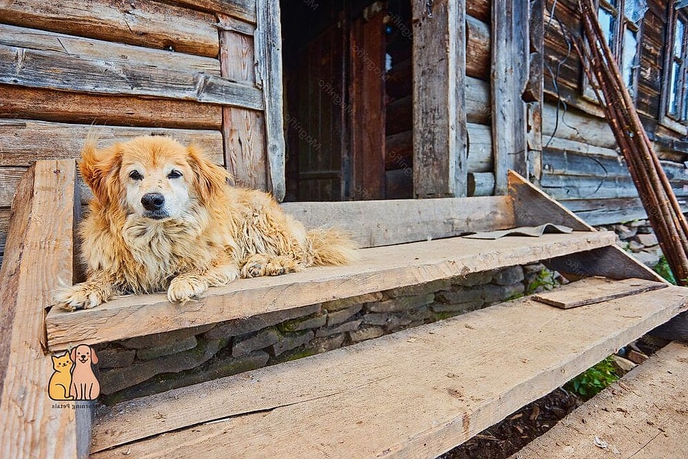 23 Precious Cute Dog Houses That Are Too Cute to Handle 6 The Farmhouse Barn Style