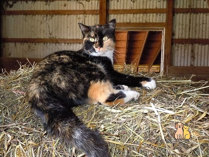 The Farmhouse Barn Cat