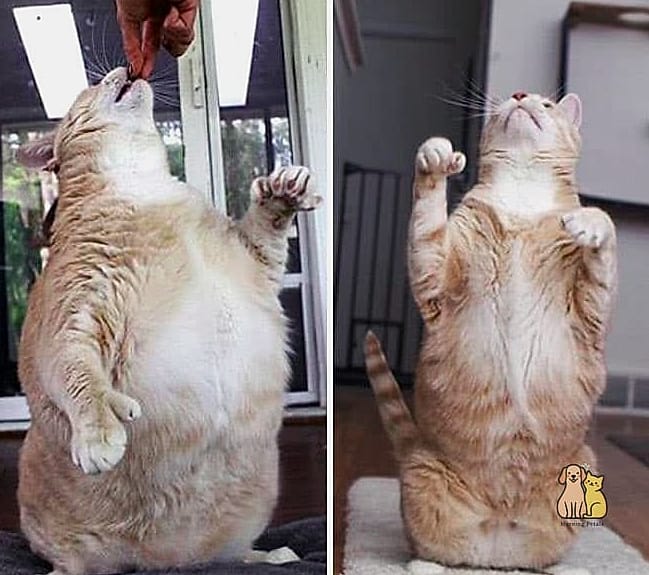 23 Heartwarming Giant Cat Shaped Beds That Will Make Your Day 21 The Fat Cat Belly Flop Bed