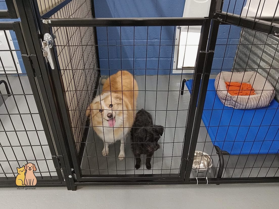 24 Easy Dog Boarding Facility Ideas That Will Inspire You 24 Fenced Sniff Gardens