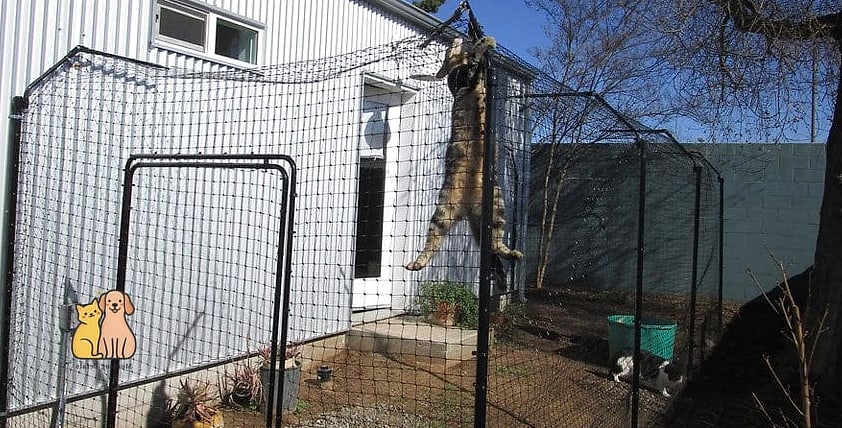 The Fence-Line Catio