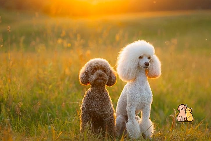The Poodle Breed: The Ultimate Guide 8 Final Thoughts