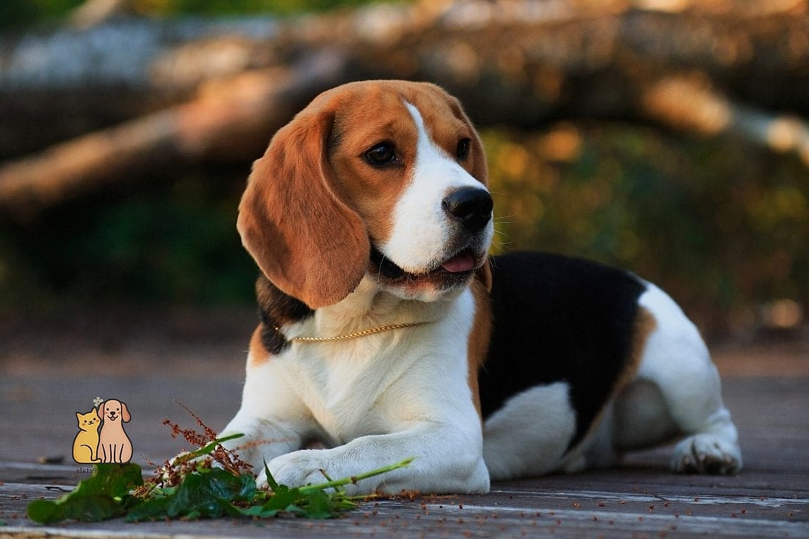 The Beagle Breed: You Didn't Know You Needed 9 Final Thoughts