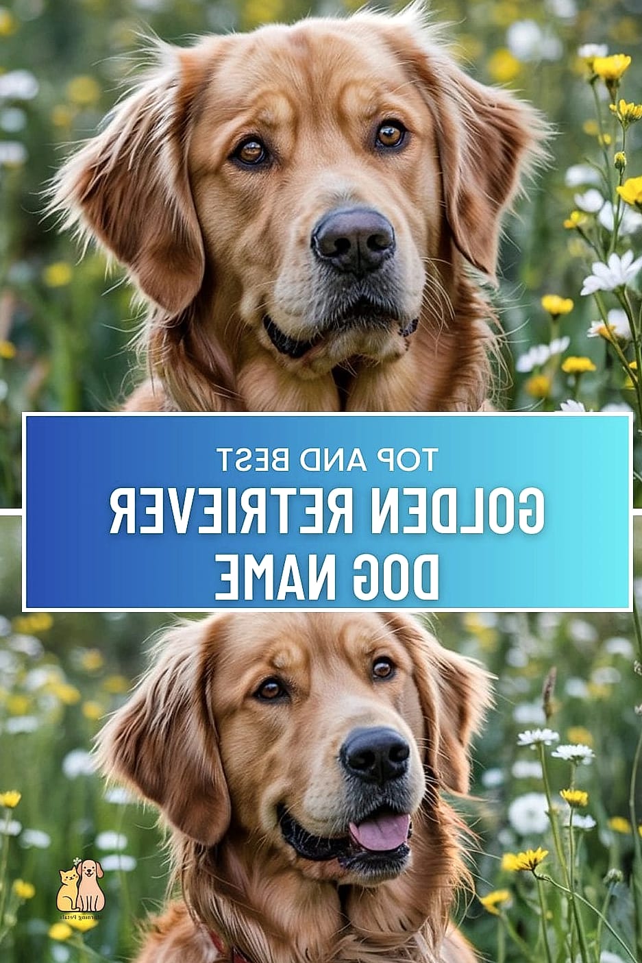 The Golden Retriever Names: Everything You Need to Know 29 Final Thoughts on Golden Retriever Names
