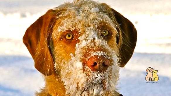 25 Clever Frozen Dog Treats Your Pet Will Beg For More 28 Final Thoughts