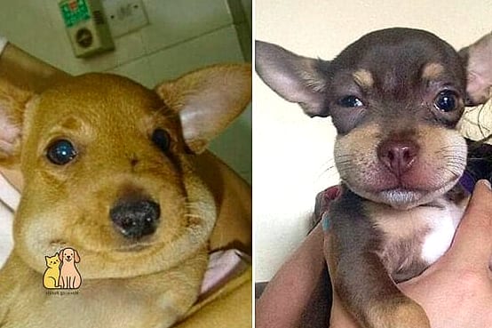 21 Adorable Dog Stung By Bee Guaranteed to Make You Smile 19 Final Thoughts
