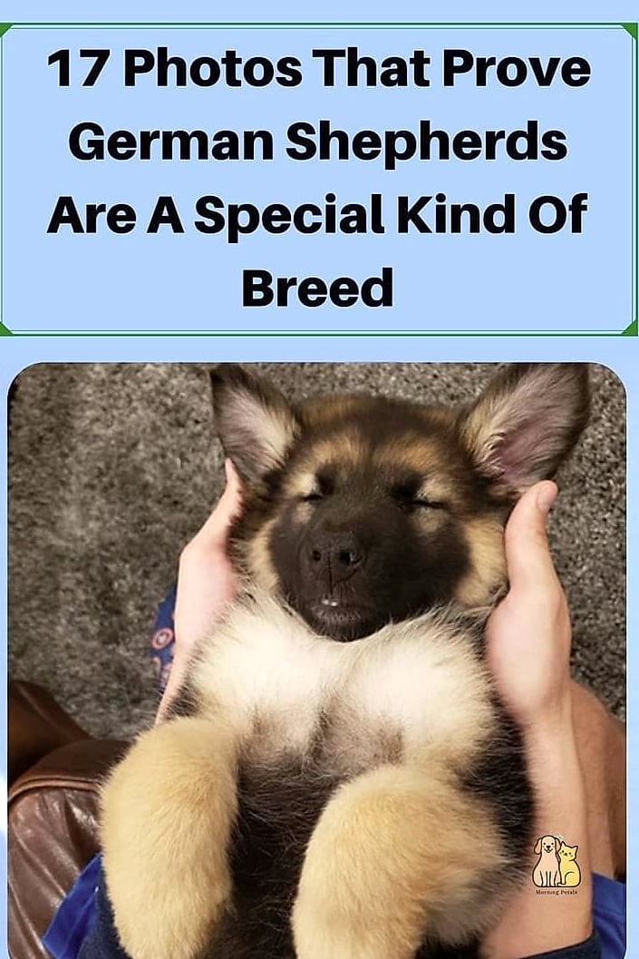 The German Shepherd Breed: That Will Change How You See Them 11 Final Thoughts